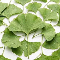 Ginkgo Biloba 60 caps - VitOBest Frete grátis!