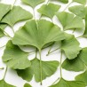 Ginkgo Biloba 60 caps - VitOBest. ¡Envíos Gratis!
