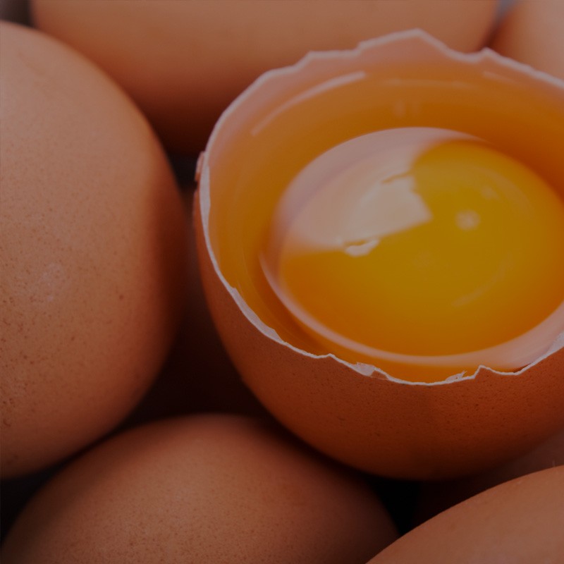 Proteína de Huevo