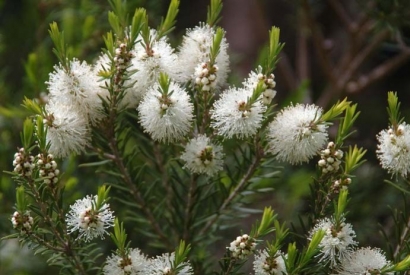 Propiedades del árbol de té